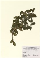 藏品(凹葉越橘)的圖片